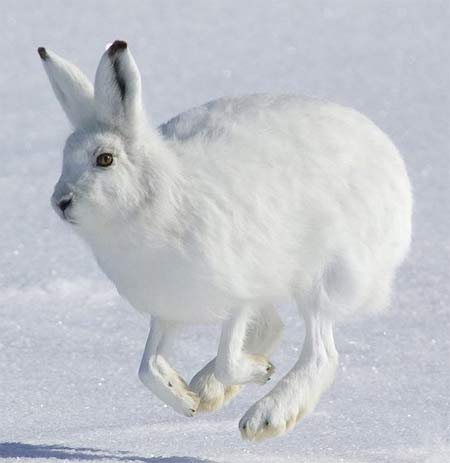 hopping-hare-snow